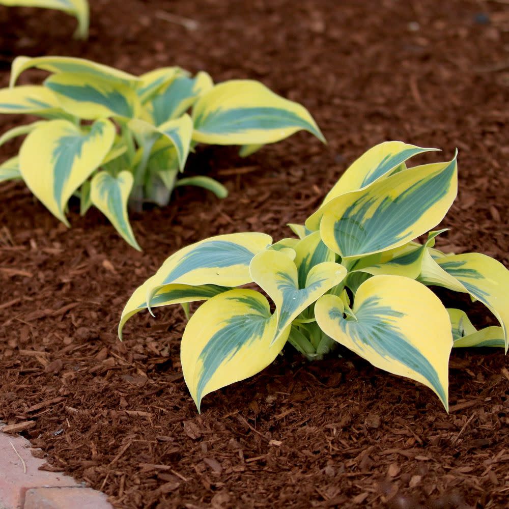 Shadowland® 'Autumn Frost' Hosta