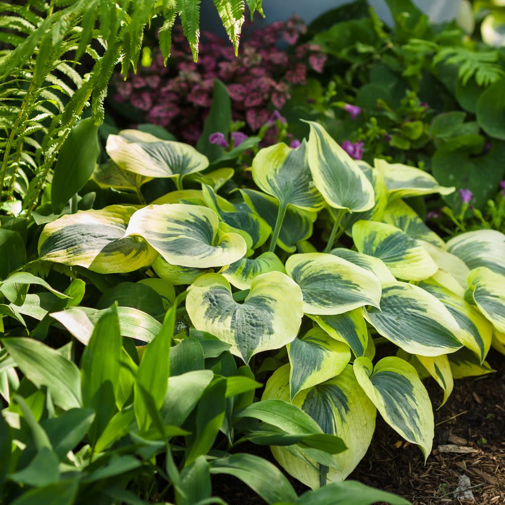 Shadowland® 'Autumn Frost' Hosta