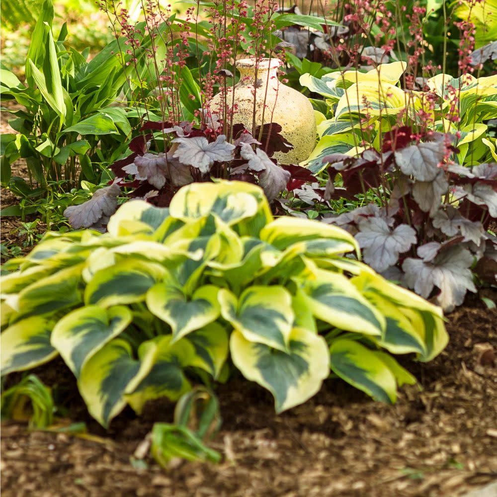 Shadowland® 'Autumn Frost' Hosta