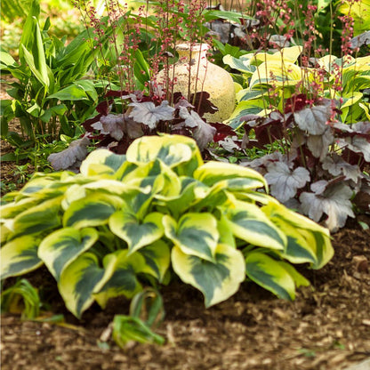 Shadowland® 'Autumn Frost' Hosta
