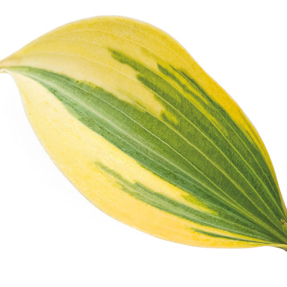 Shadowland® 'Autumn Frost' Hosta
