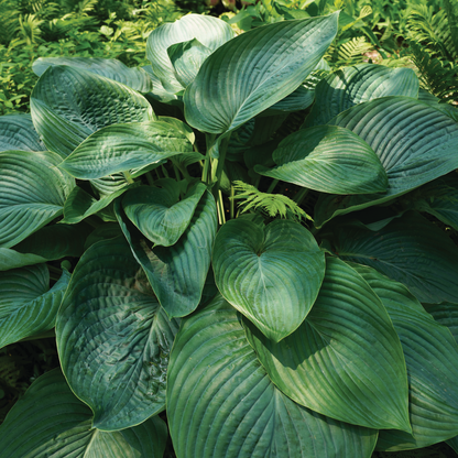 Shadowland® 'Empress Wu' Hosta