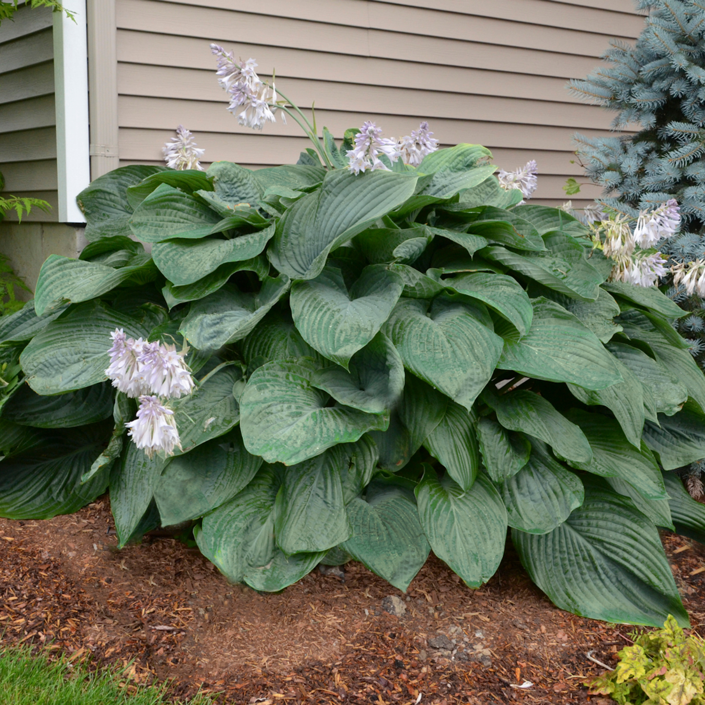 Shadowland® 'Empress Wu' Hosta