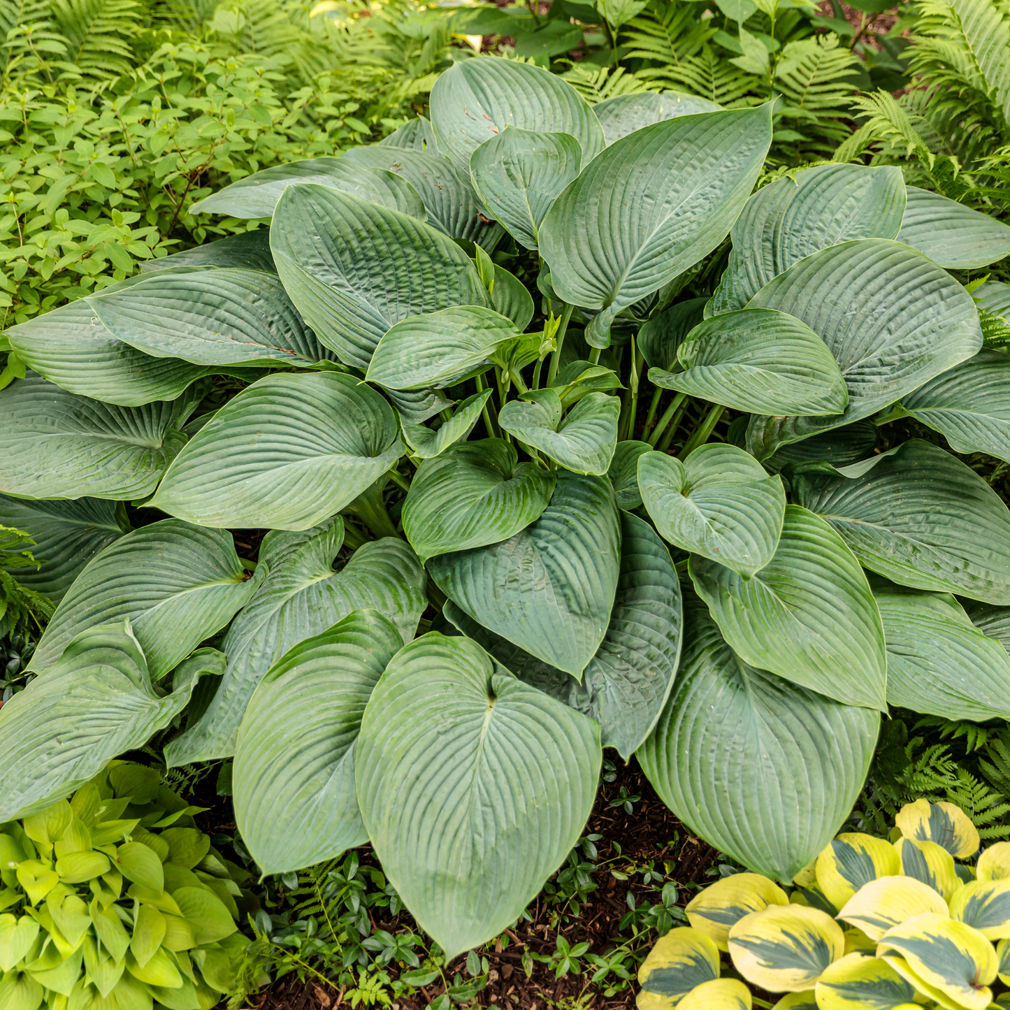 Shadowland® 'Empress Wu' Hosta
