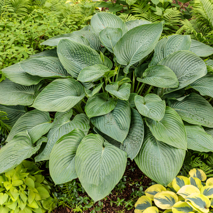 Shadowland® 'Empress Wu' Hosta