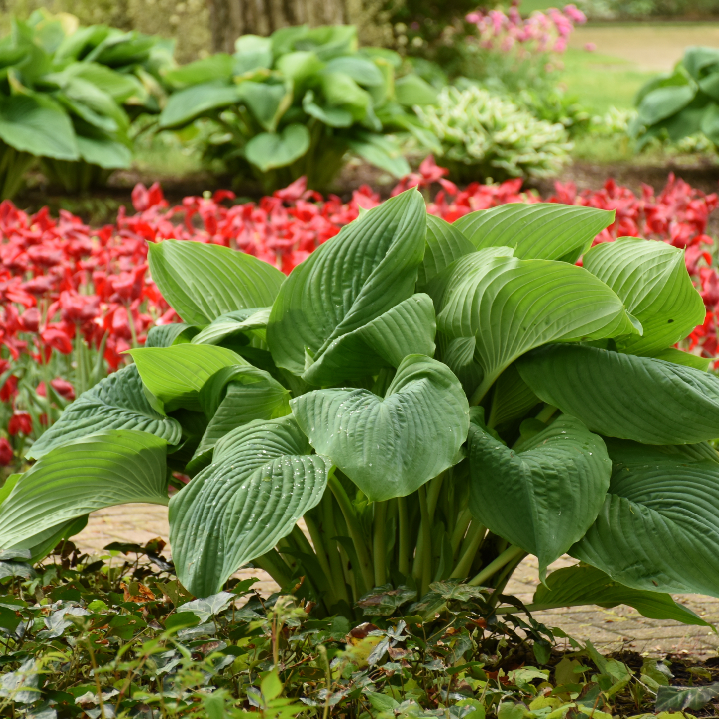 Shadowland® 'Empress Wu' Hosta