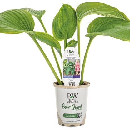 Shadowland® 'Empress Wu' Hosta