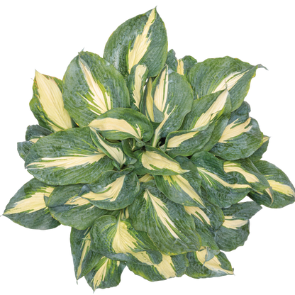 Shadowland® 'Hudson Bay' Hosta