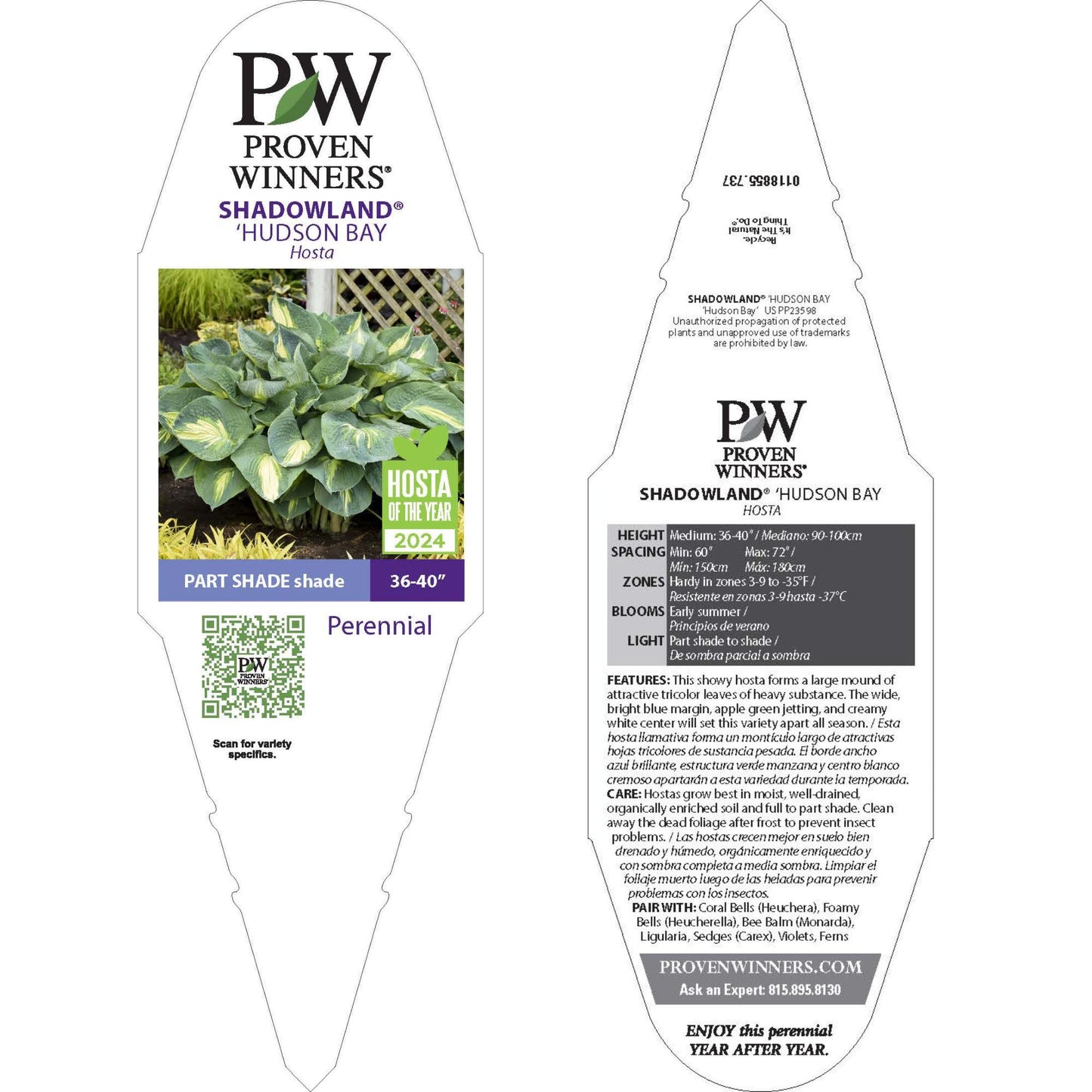 Shadowland® 'Hudson Bay' Hosta