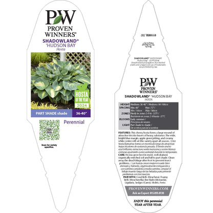 Shadowland® 'Hudson Bay' Hosta