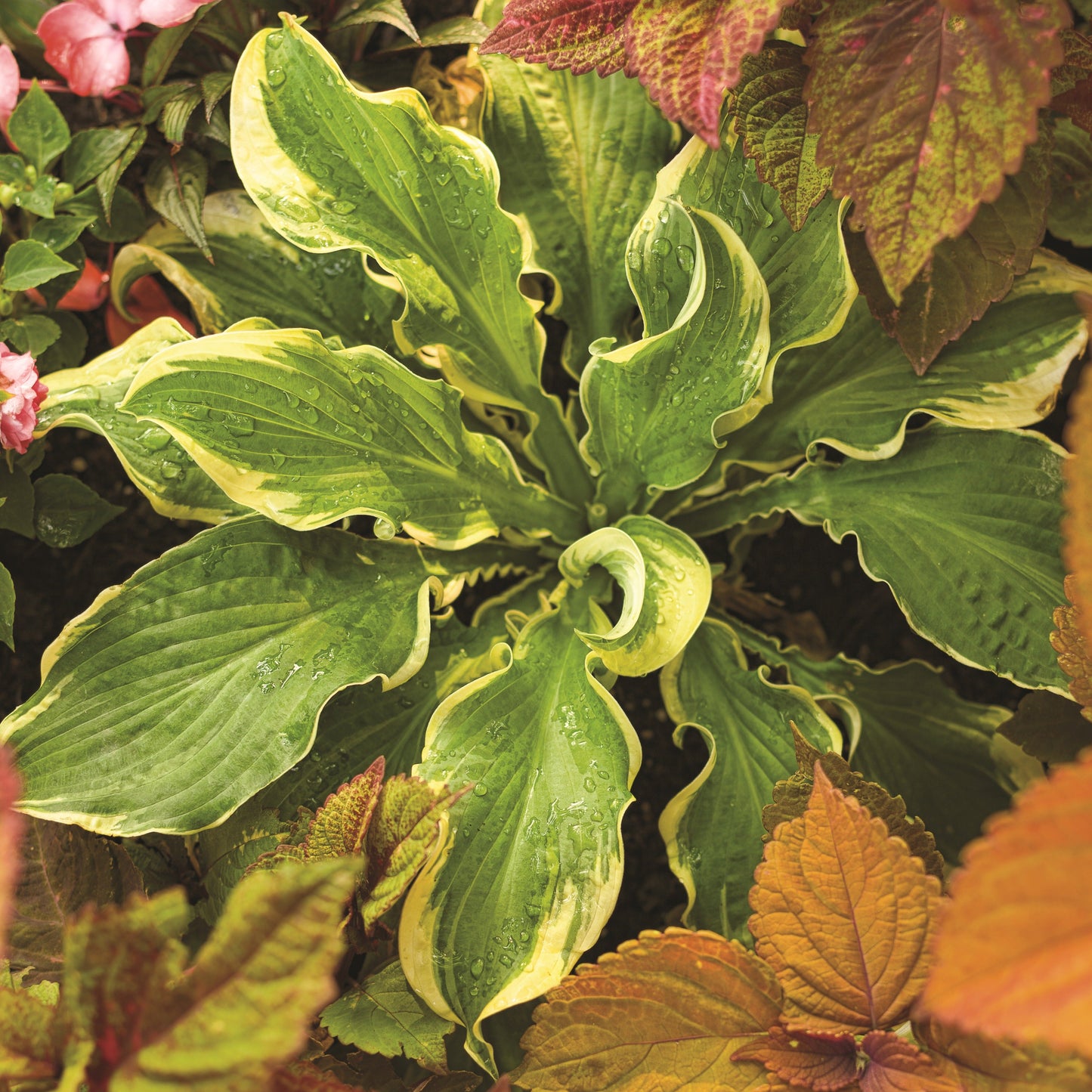 Shadowland® 'Seducer' Hosta