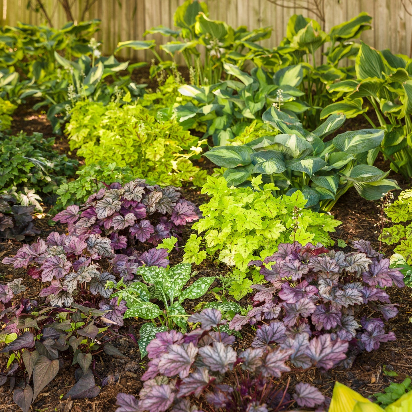 Shadowland 'Seducer' Hosta in use.