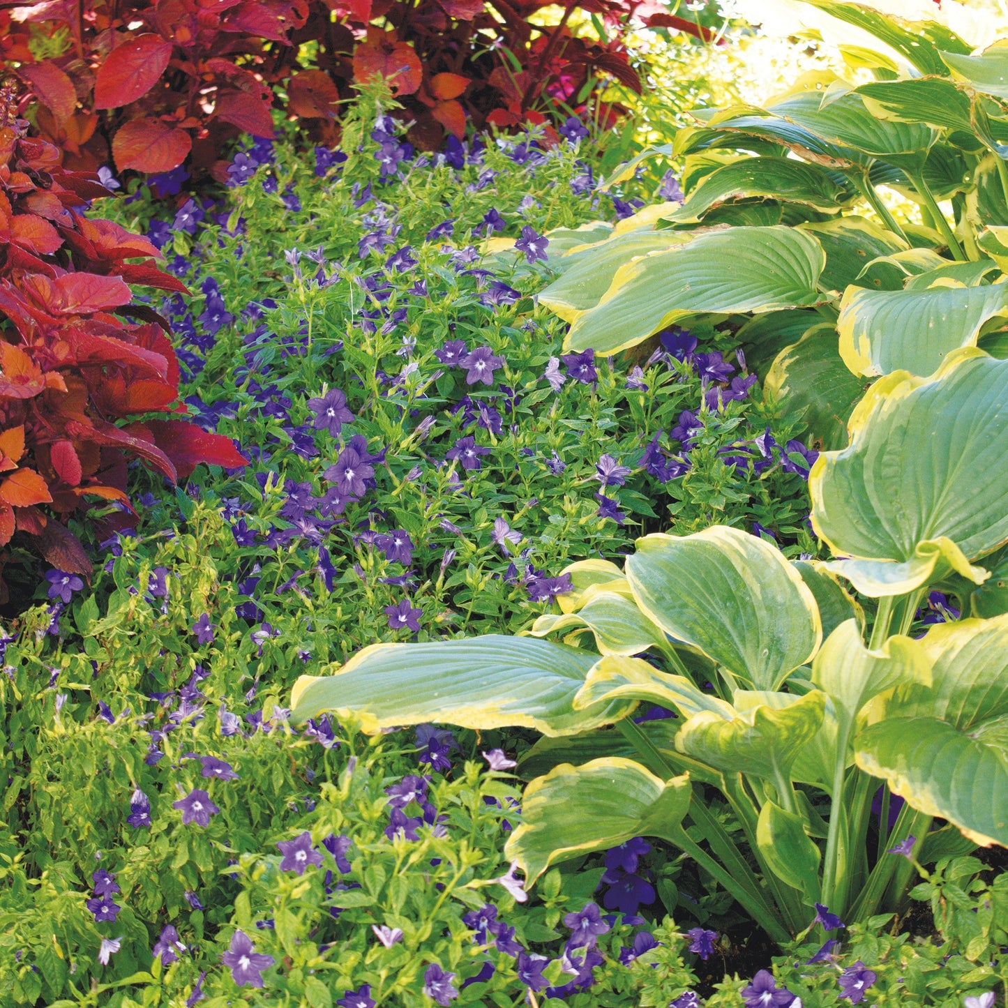 Shadowland 'Seducer' Hosta in use.