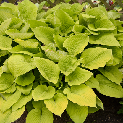 Shadowland® 'Coast to Coast' Hosta