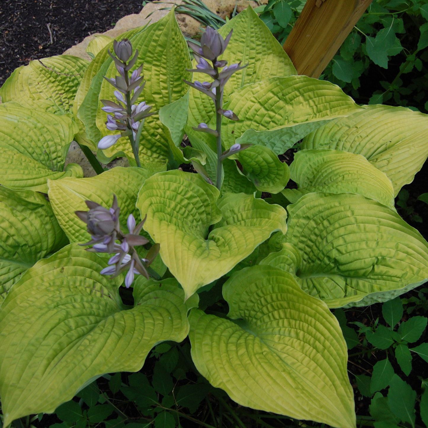 Shadowland® 'Coast to Coast' Hosta