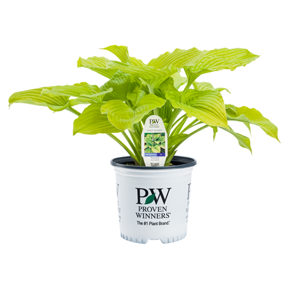 Shadowland® 'Coast to Coast' Hosta