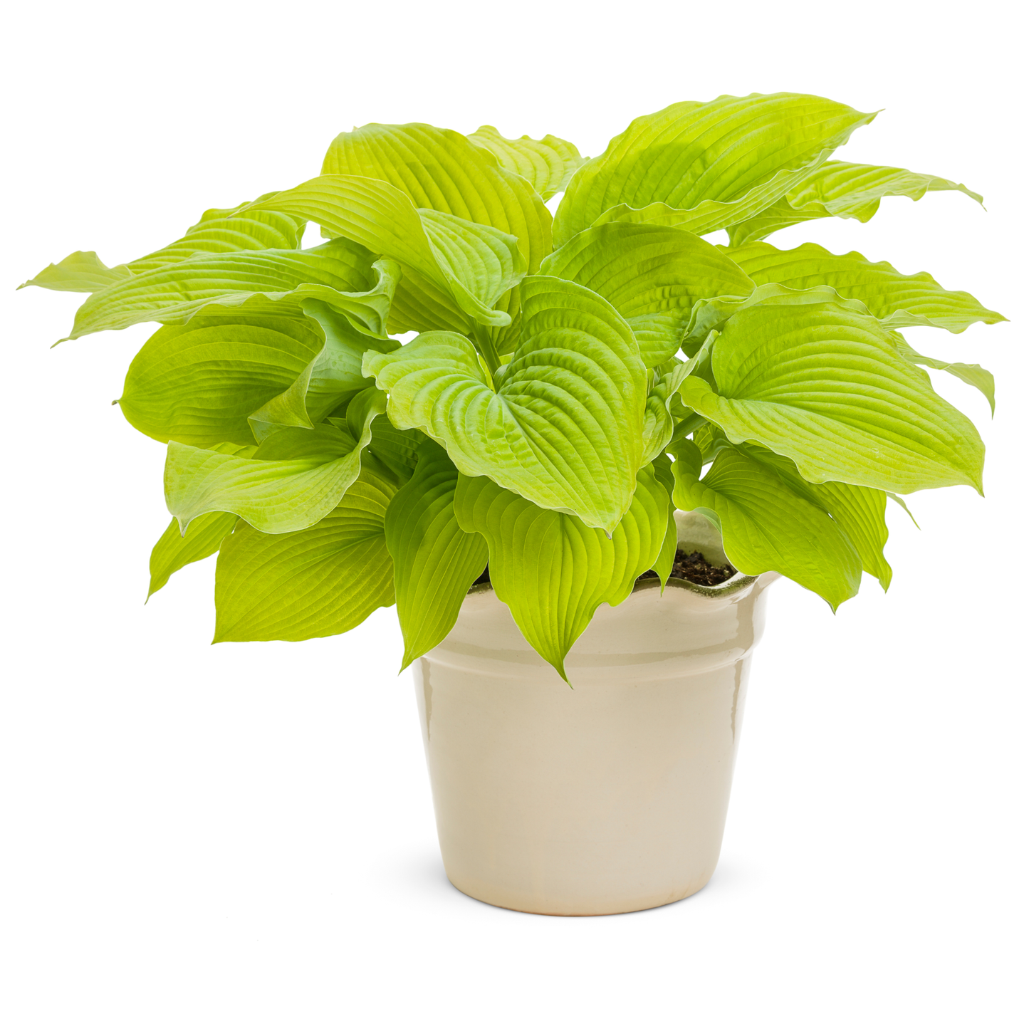 Shadowland® 'Coast to Coast' Hosta