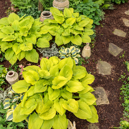 Shadowland® 'Coast to Coast' Hosta