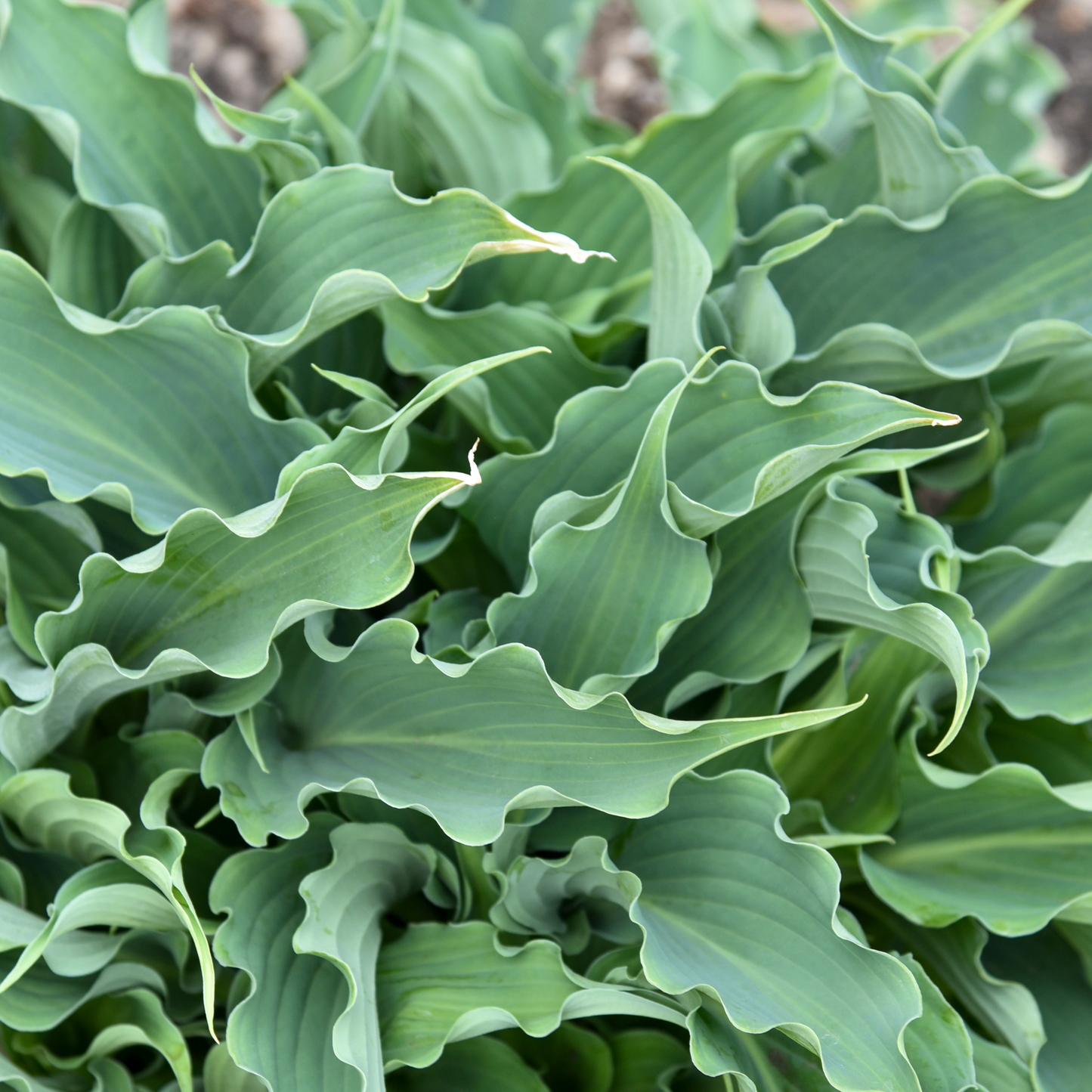 Shadowland® 'Waterslide' Hosta