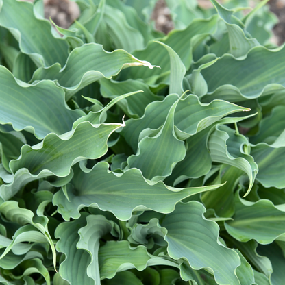 Shadowland® 'Waterslide' Hosta