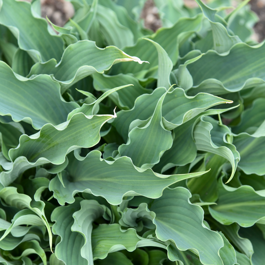 Shadowland® 'Waterslide' Hosta
