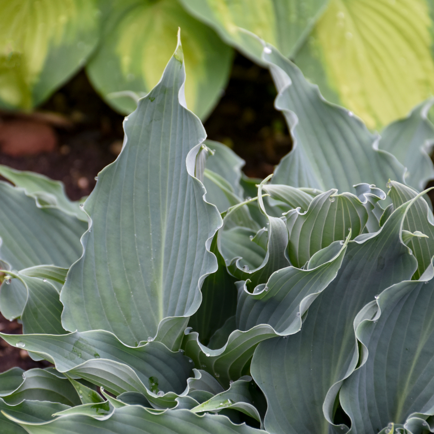 Shadowland® 'Waterslide' Hosta