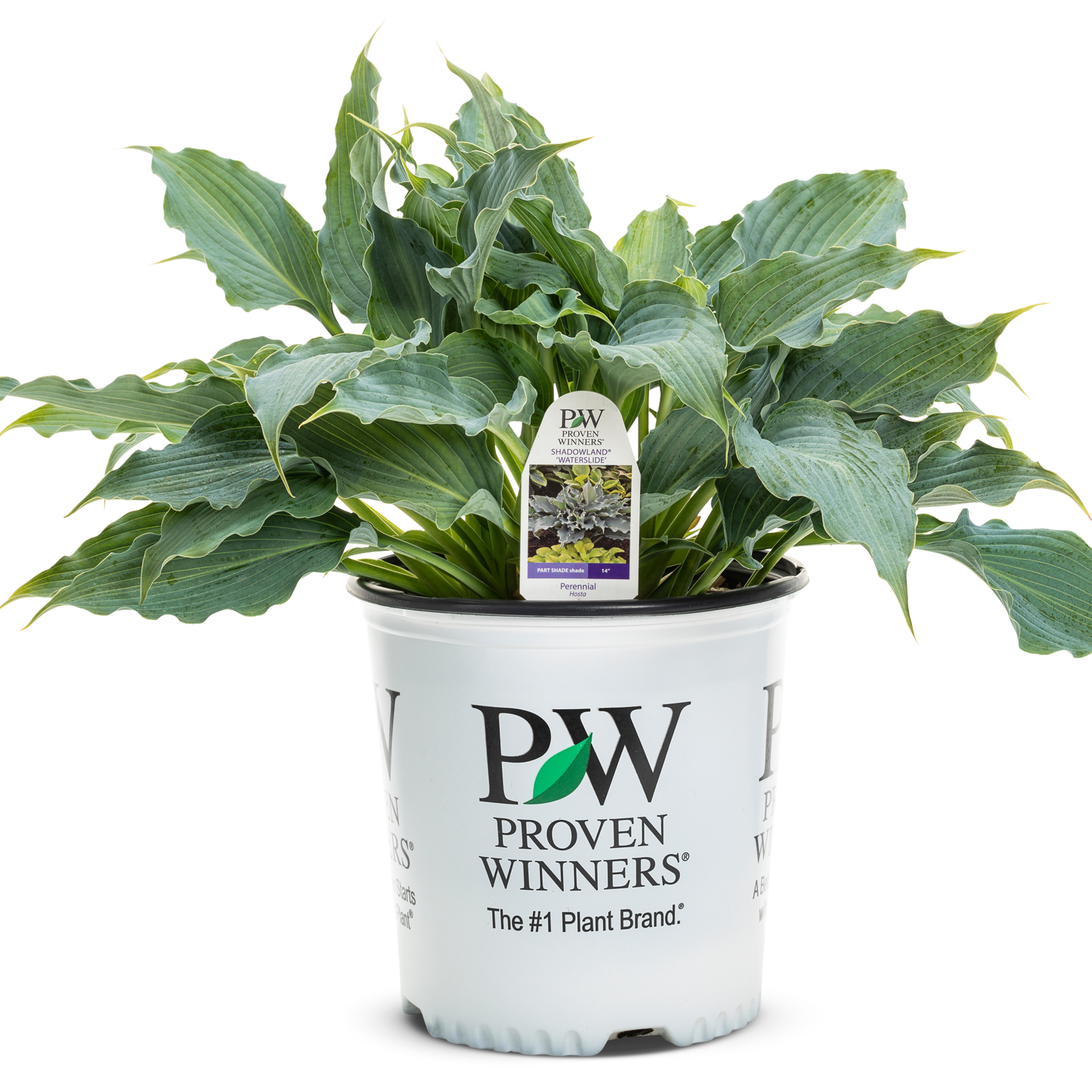 Shadowland® 'Waterslide' Hosta