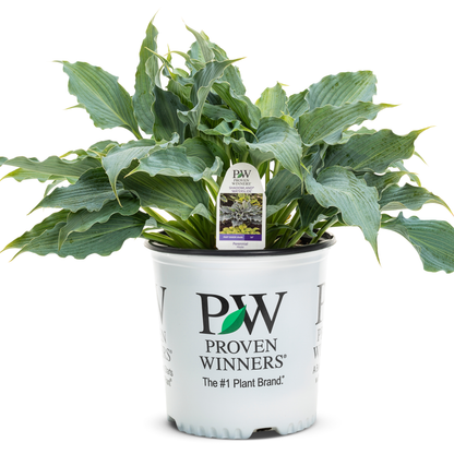 Shadowland® 'Waterslide' Hosta