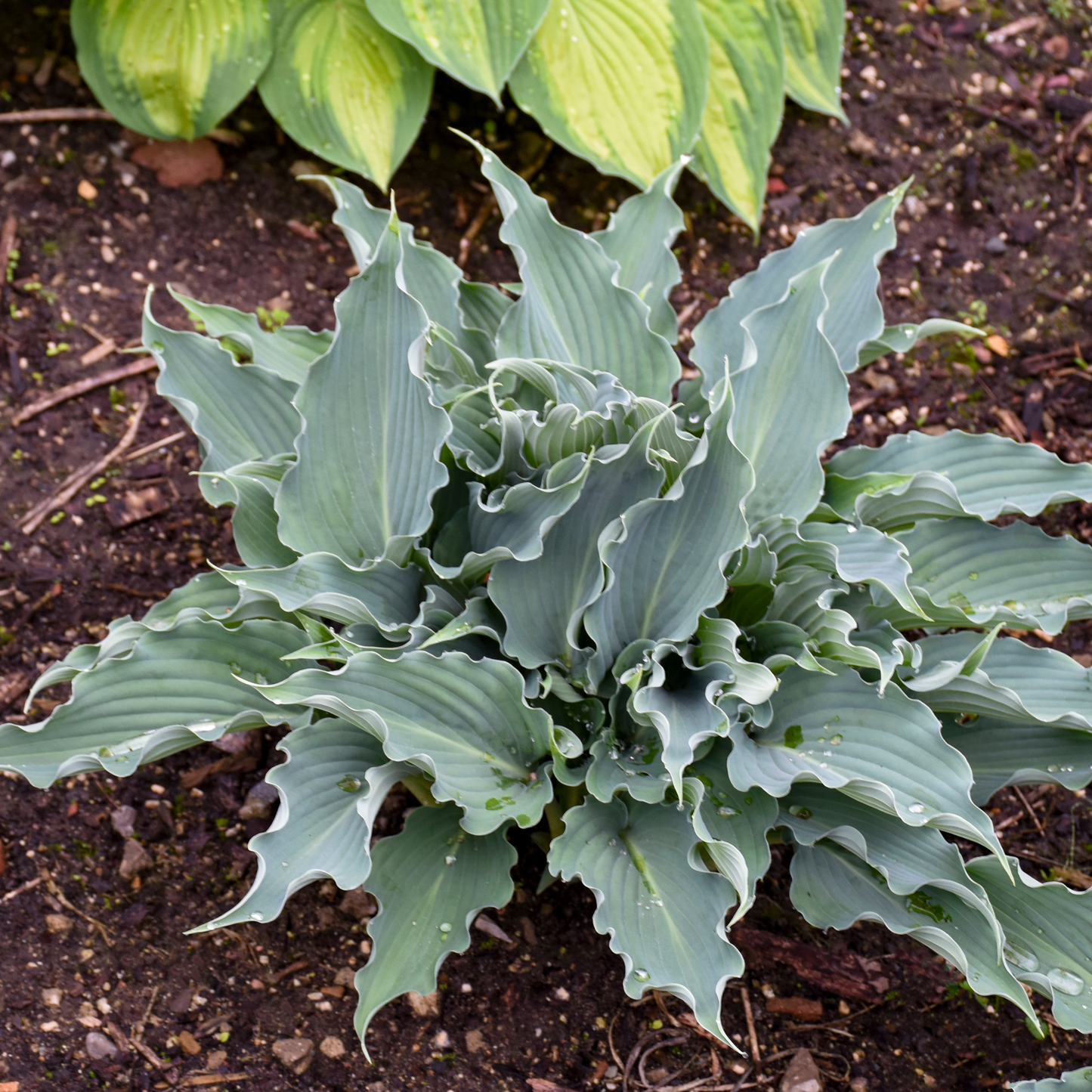 Shadowland® 'Waterslide' Hosta