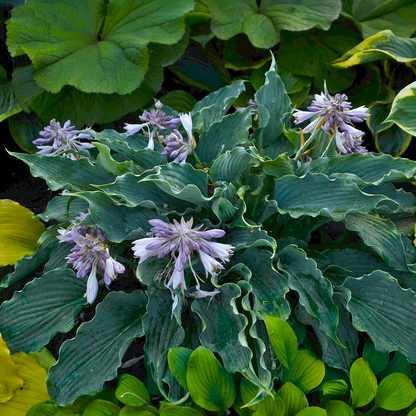Shadowland® 'Waterslide' Hosta