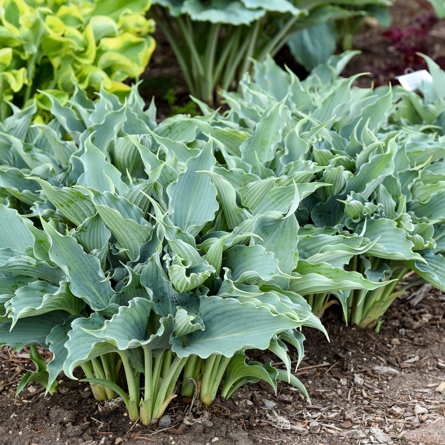 Shadowland® 'Waterslide' Hosta