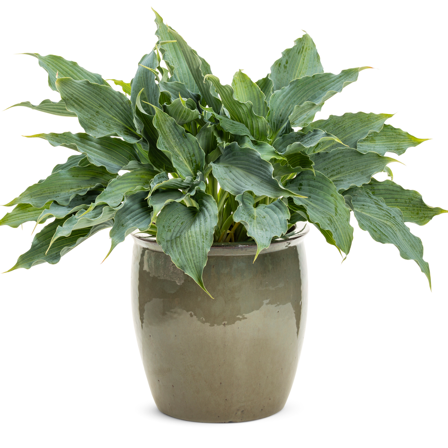 Shadowland® 'Waterslide' Hosta