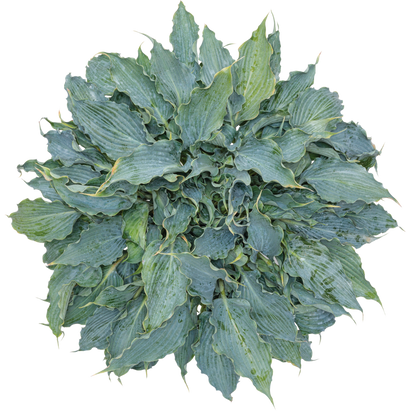 Shadowland® 'Waterslide' Hosta
