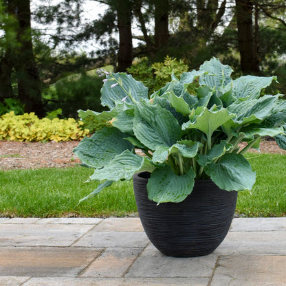 Shadowland 'Diamond Lake' Hosta in use.