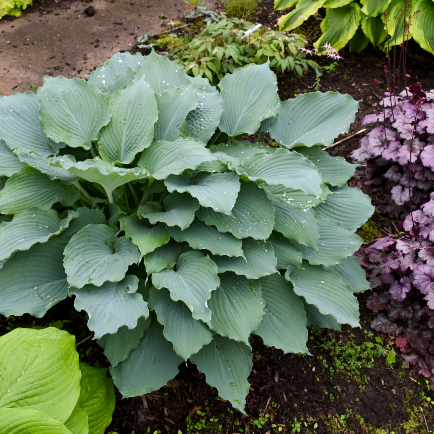 Shadowland® 'Diamond Lake' Hosta