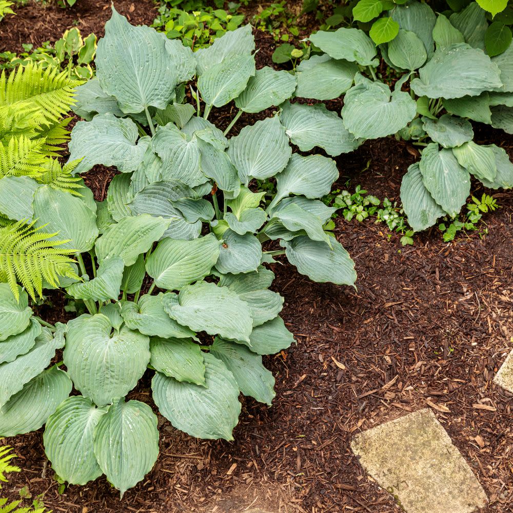 Shadowland® 'Diamond Lake' Hosta