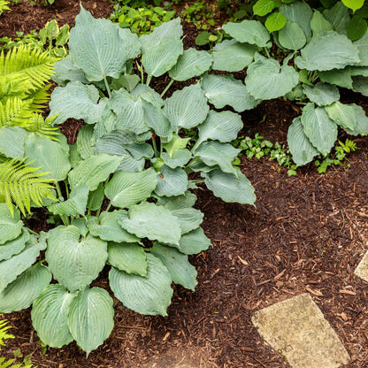 Shadowland® 'Diamond Lake' Hosta