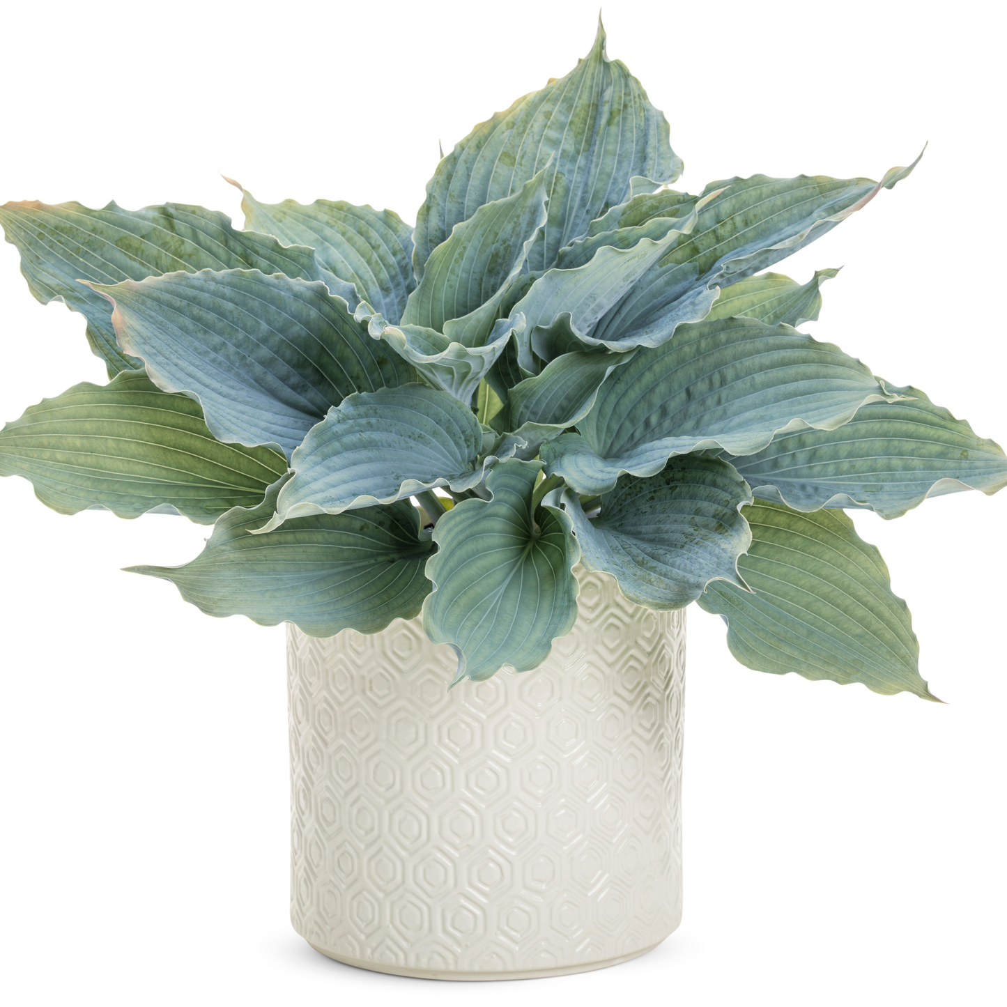 Shadowland® 'Diamond Lake' Hosta