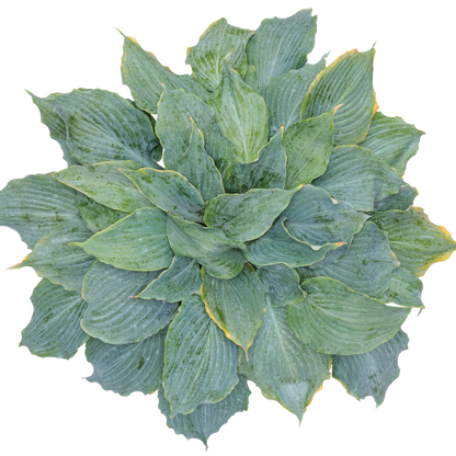 Shadowland® 'Diamond Lake' Hosta