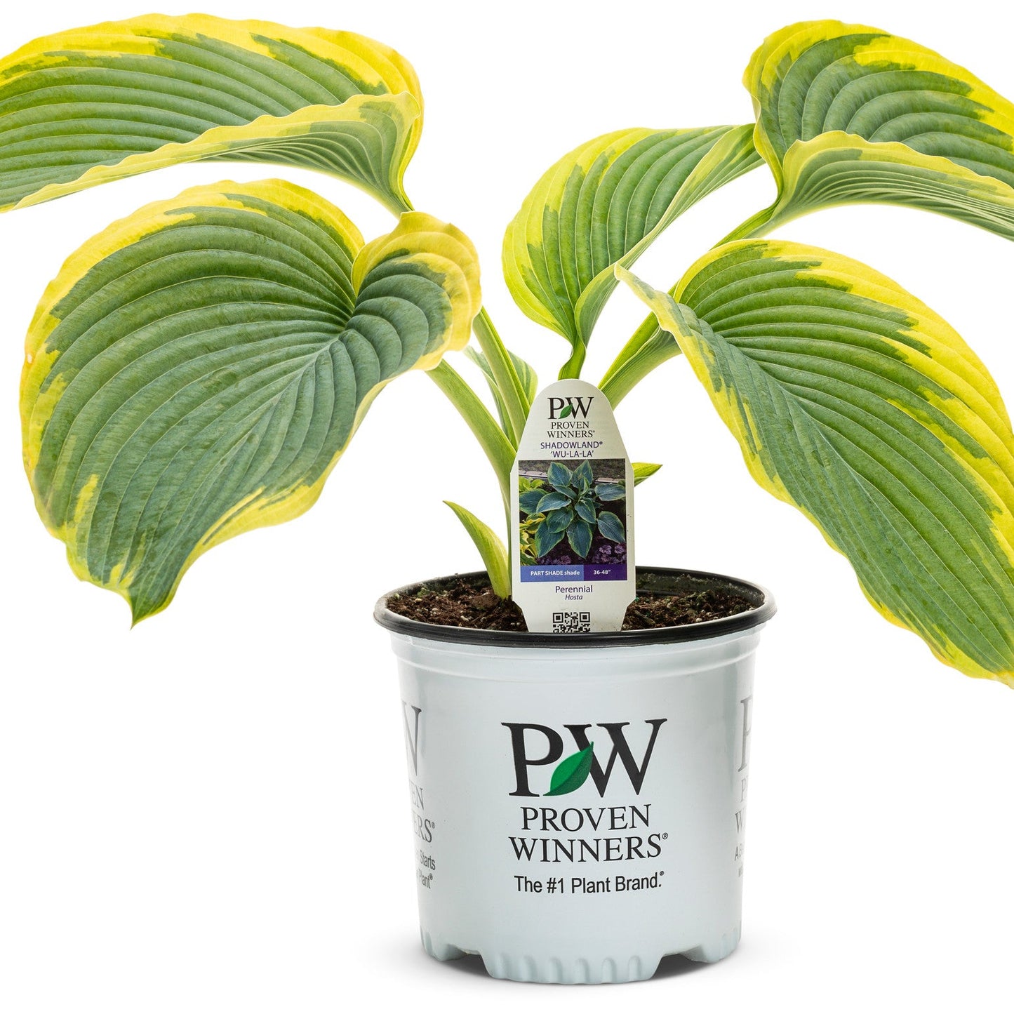 Shadowland® 'Wu-La-La' Hosta