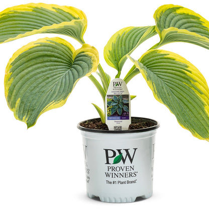 Shadowland® 'Wu-La-La' Hosta