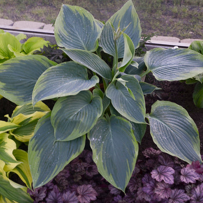 Shadowland® 'Wu-La-La' Hosta