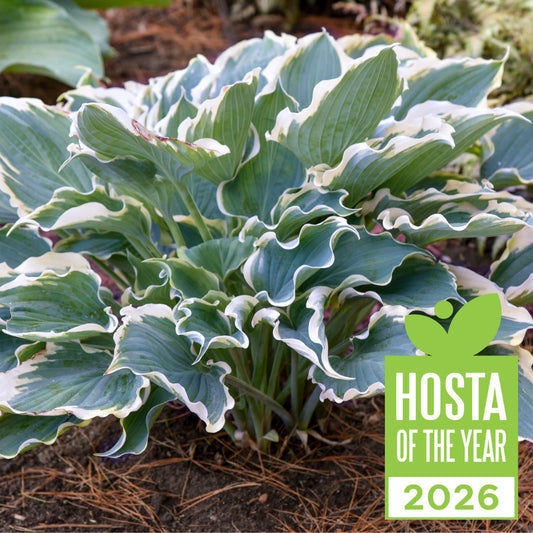 Shadowland® 'Hope Springs Eternal' Hosta