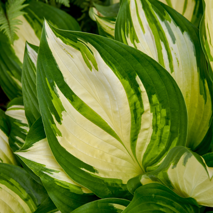Shadowland® 'Miss America' Hosta