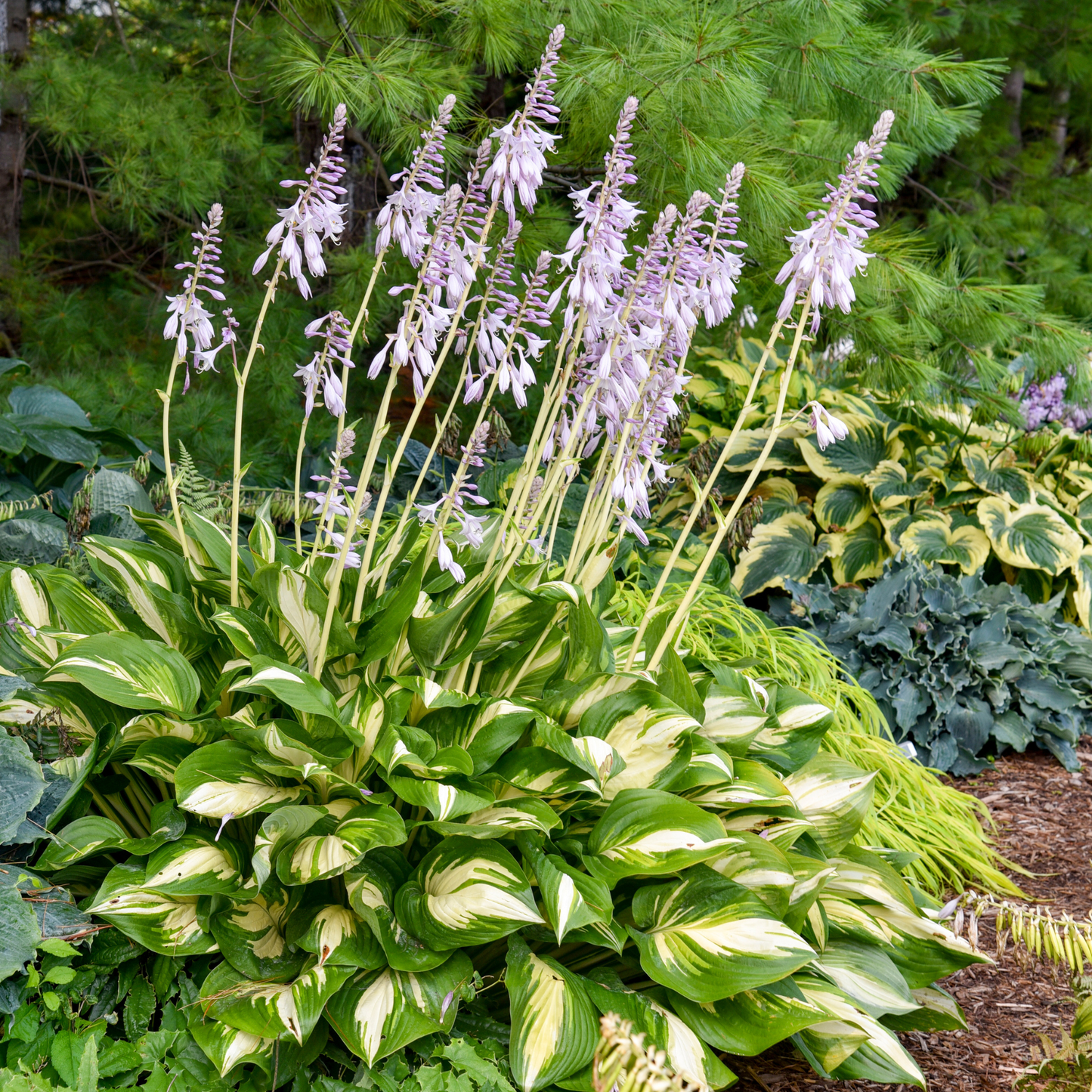 Shadowland® 'Miss America' Hosta