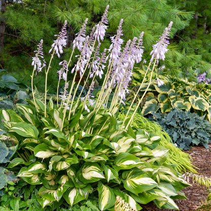 Shadowland® 'Miss America' Hosta