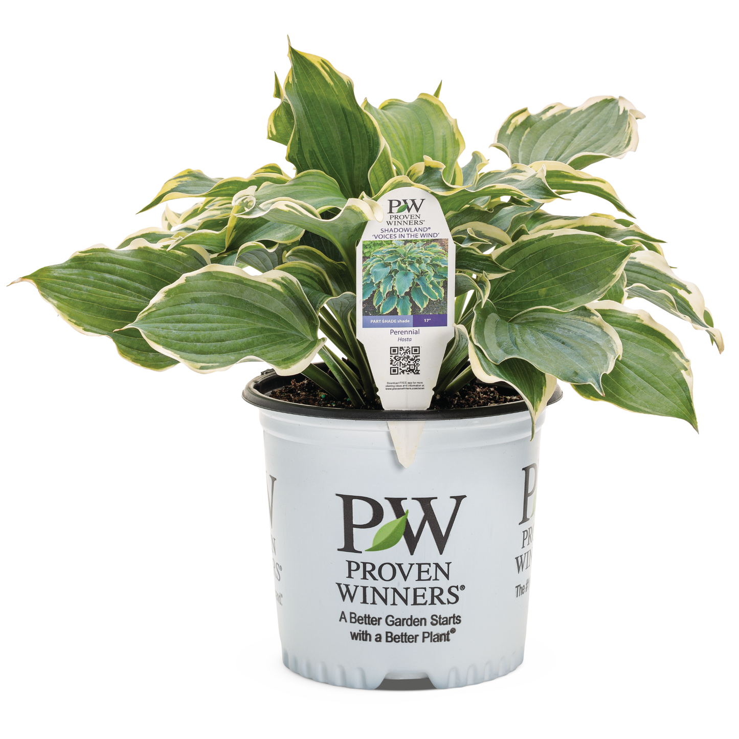 Shadowland® 'Voices in the Wind' Hosta