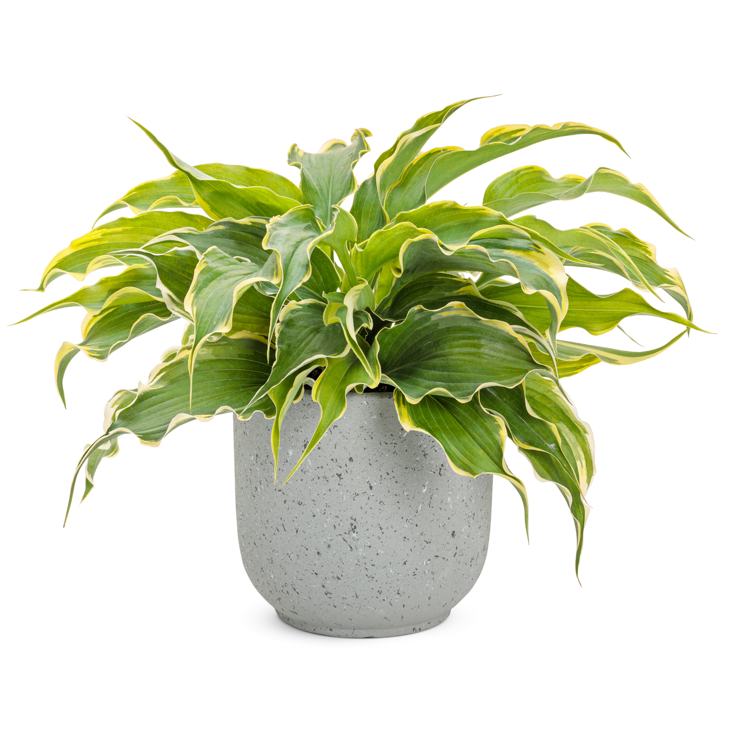 Shadowland® 'Voices in the Wind' Hosta