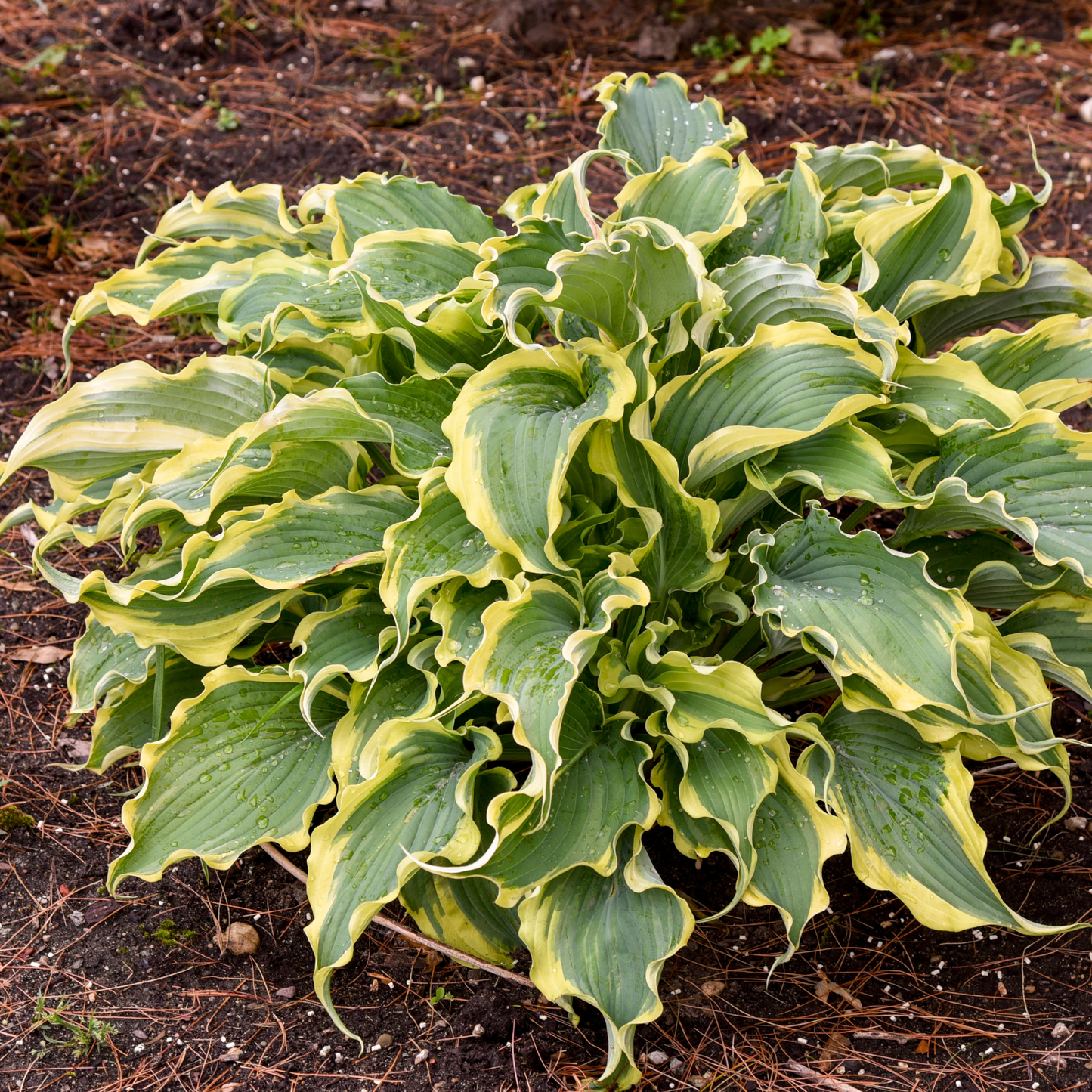 Shadowland® 'Voices in the Wind' Hosta