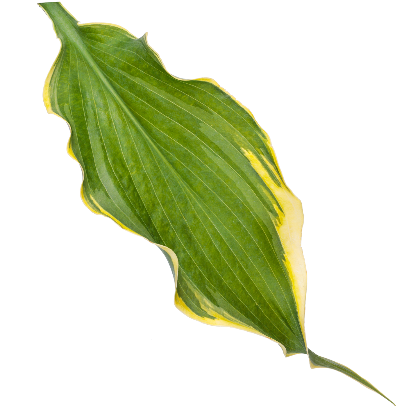 Shadowland® 'Voices in the Wind' Hosta